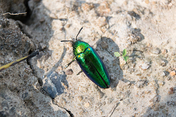 istock Metallic wood-boring beetle or Jewel beetle or Buprestid 494537012