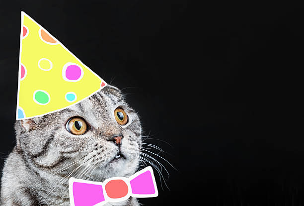 istock Scottish Fold cat in a Christmas cap and bow 494537324