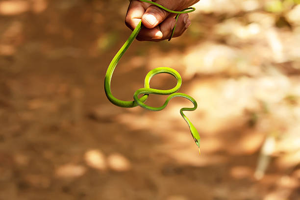 istock Guide takes slim green snake in hand in Sigharaja Forest 494537478