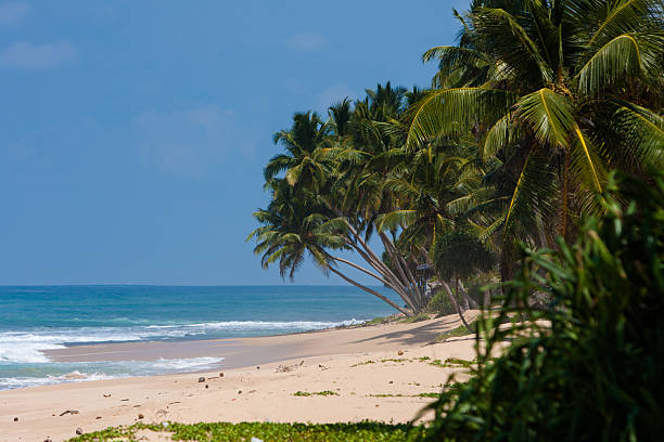 istock Palm trees at the tropical coast in Sri Lanka 494537682