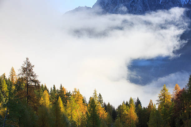 istock Dense coniferous autumn forest in magical morning mist 494538026