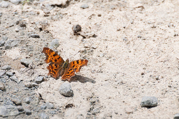 istock superb Comma butterfly (Polygonia c-album) resting on gravel 494538386