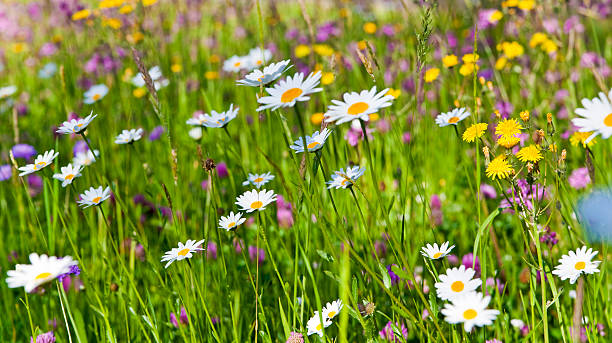 sommerblumenwiese - flower blumenwiese meadow flower head photos et images de collection