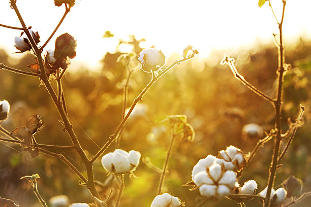istock Cotton Field During Early Morning HDR Image 494538460