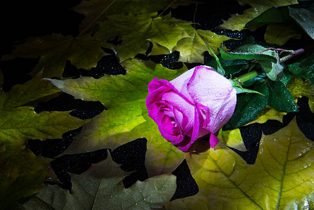 istock Lonely rose on autumn leaves 494538970