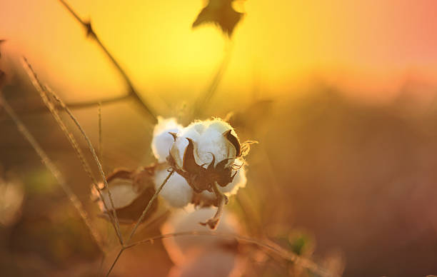 Cotton Field During Early Morning HDR Image stock photo