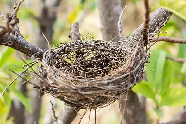 empty bird's nest on the tree in nature