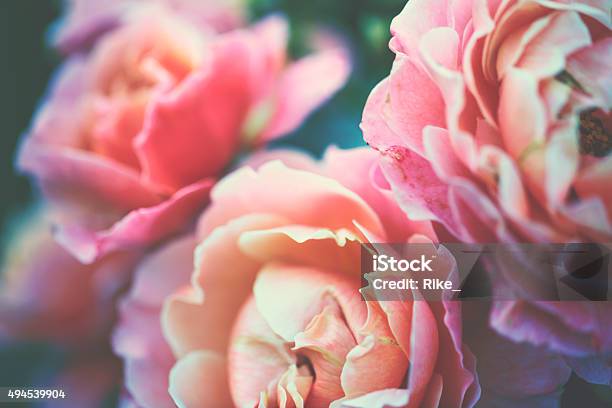 Garden Rose Stock Photo - Download Image Now - Rose - Flower, Flower, Macrophotography