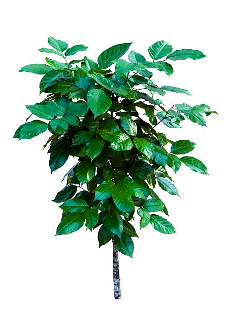 istock Young Pongamia pinnata (L.) Pierre 494540047