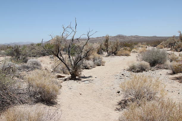 istock Dead Tree In Joshua Tree National Park 494540590