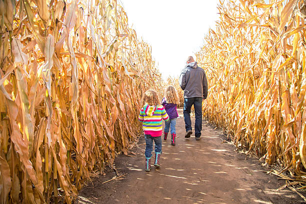 istock Two Girls & Dad Walking Through Autumn Corn Maze 494541060