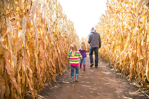 Rear view of two young girls (sisters) walking with Dad through an autumn corn maze. The youngest sister is nearest the camera, while her older sister and Dad walk ahead of her trying to find their way throught the maze.