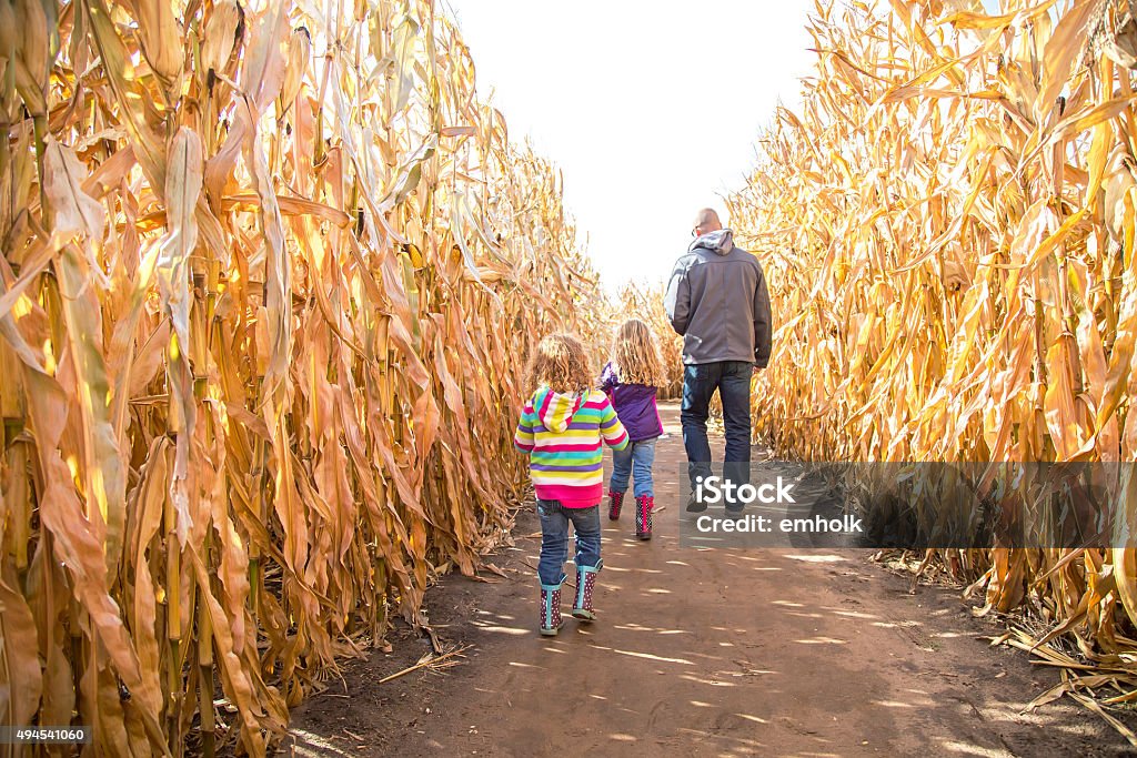 Two Girls & Dad Walking Through Autumn Corn Maze Rear view of two young girls (sisters) walking with Dad through an autumn corn maze. The youngest sister is nearest the camera, while her older sister and Dad walk ahead of her trying to find their way throught the maze. Corn Maze Stock Photo