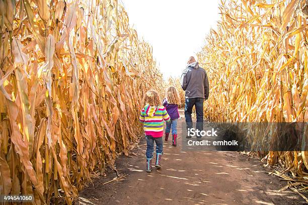 Two Girls Dad Walking Through Autumn Corn Maze Stock Photo - Download Image Now - Corn Maze, Corn - Crop, Corn