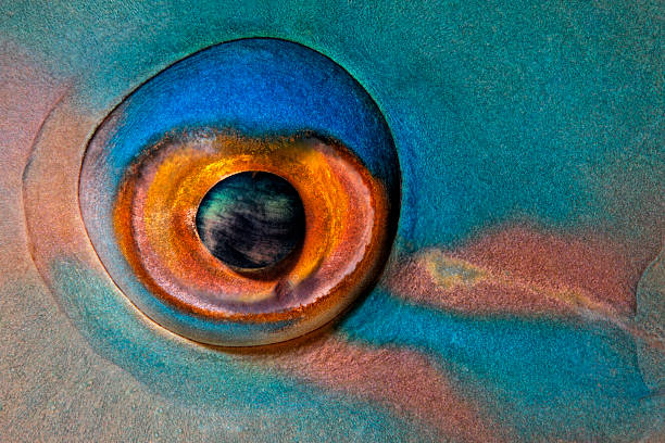 EYE OF THE TIGER Roundhead parrotfish, Scarus viridifucatus, sleeping in corals with a close focus eye with colorful skin like a makeup, Al-Hallaniyah, Khuriya Muriya Islands, Oman, Indian Ocean. Oman stock pictures, royalty-free photos & images