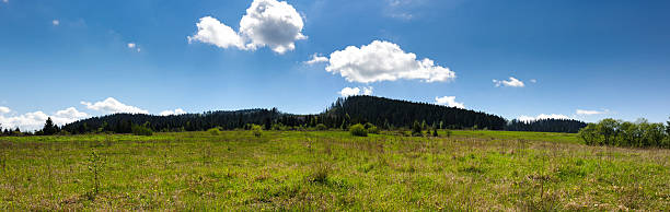 istock green flower meadows in the Carpathian mountains 494541565