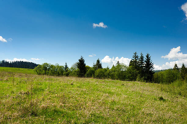 istock green flower meadows in the Carpathian mountains 494541577