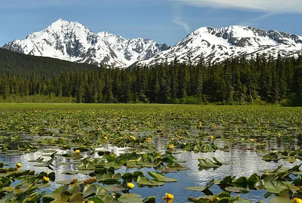 View of a lake in the Kenai Mountains covered with water-lily flowers (Nuphar). Snow covered mountains reflect in a water. Picture taken on an exceptionally beautiful June 2015 afternoon from the Seward Highway near Seward, Alaska, USA. Spruce tree forest and mountains behind form part of the Chugach National Forest.