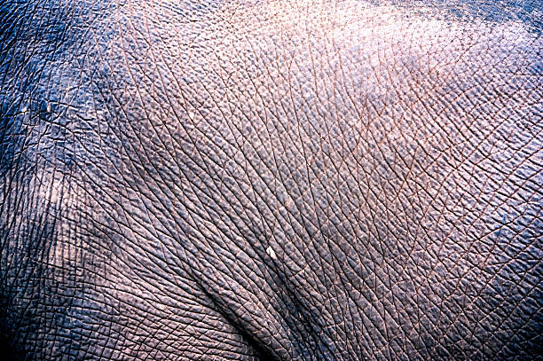 istock asia elephant skin background and texture 494542115
