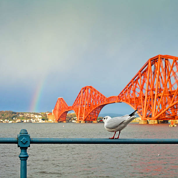 istock Firth of Forth Rail Bridge with seagul 494542690