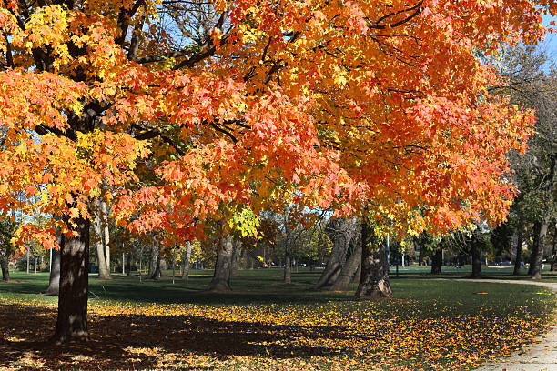 istock tree of orange leaves 494542840