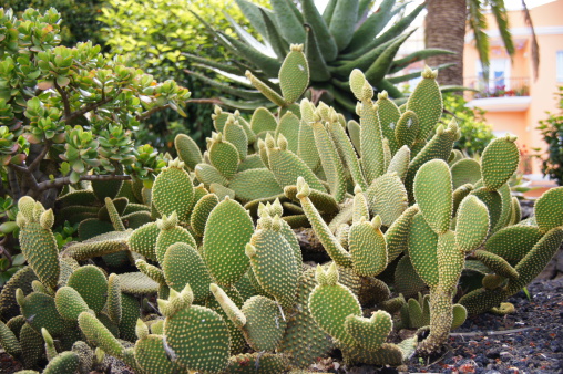 Illuminated footpath through cactus and other desert plants in the Botanical Garden Tucson Arizona