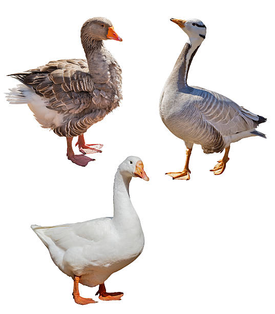 istock set of three gooses isolated on white 494543789