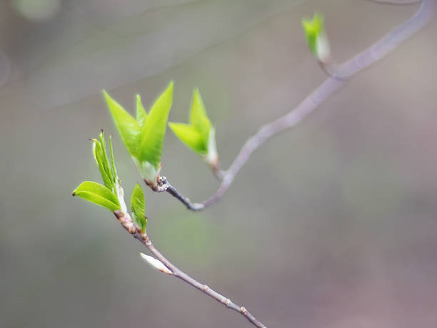 istock leaves of wild cherry in spring 494543803