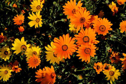 The Namaqua Daisy, Dimorphotheca sinuata, is endemic to South Africa