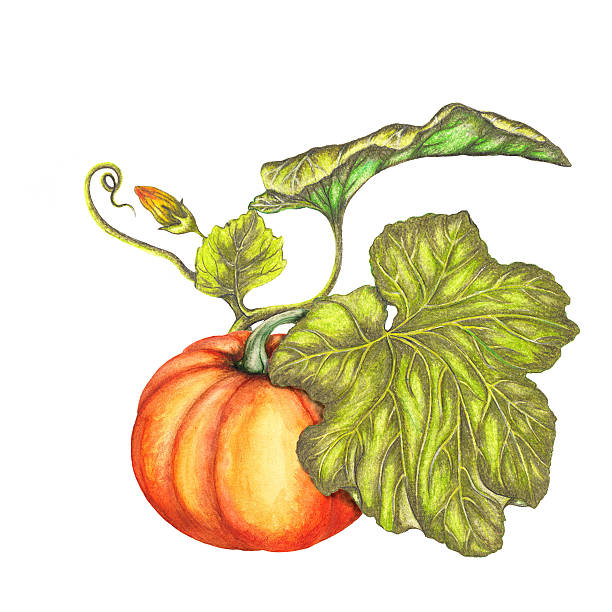 パンプキン - autumn harvesting stationary life点のイラスト素材／クリップアート素材／マンガ素材／アイコン素材