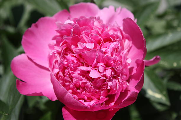 flowering pink peony stock photo