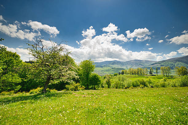 istock green flower meadows in the Carpathian mountains 494545085