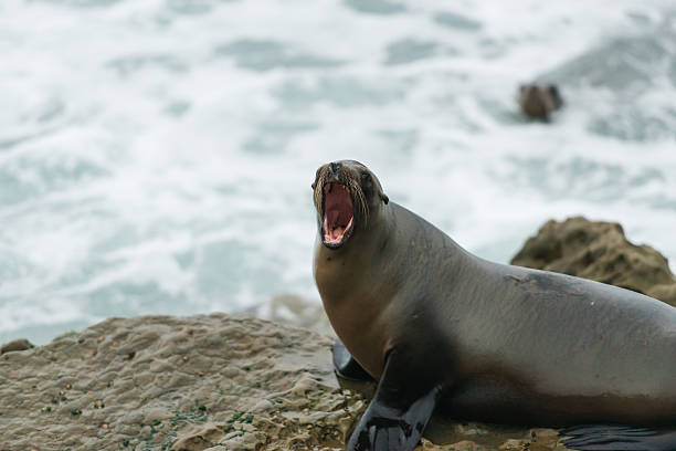 istock The Jolla Sea Lion 494545104