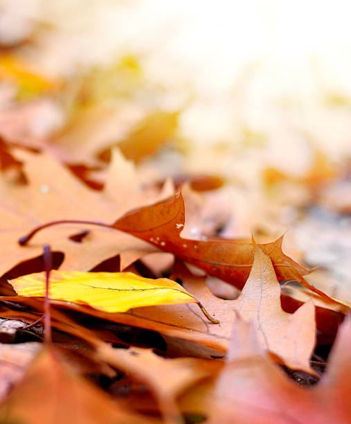istock Forest floor in autumn with sunlight 494545138