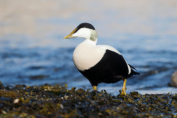 istock Eider duck, Somateria mollissima 494545697