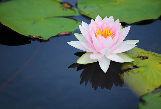 istock Pink lotus flot on the river 494545719