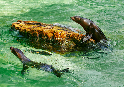 The seals are playing near the sea rock