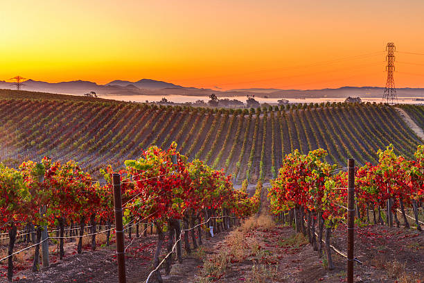 mattina presto vieyard della napa valley, california - vineyard napa valley field in a row foto e immagini stock