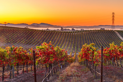 Subject: Napa Valley wine country mountain hillside vineyard at sunset