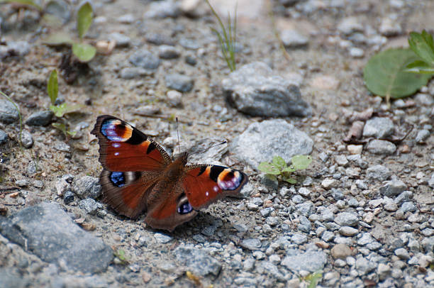 peacock butterfly on a wall