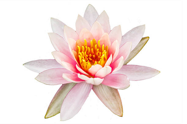 istock beautiful pink waterlily or lotus flower isolate on white back 494557019