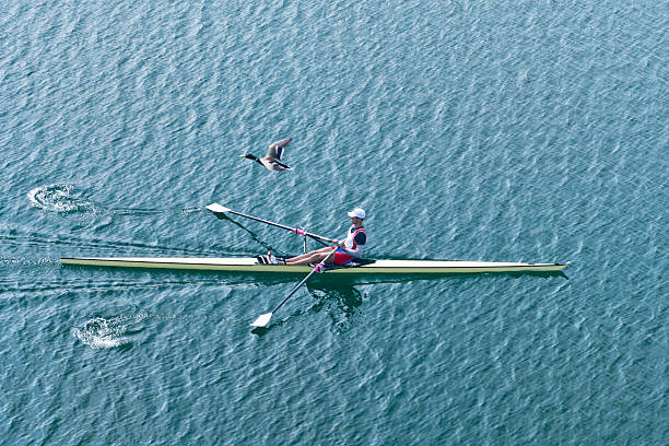 istock Single scull rowboat with mallard duck above 494557345
