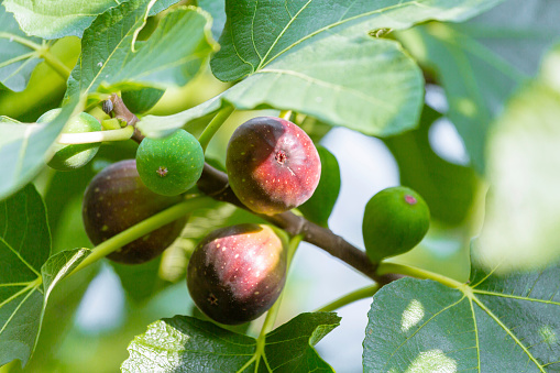 Fresh organic fruit with green leaves on a branch of a plum tree in the orchard. Plum on a tree branch close-up in a summer garden. Shallow depth of field. Ripe plums on a tree in the garden.