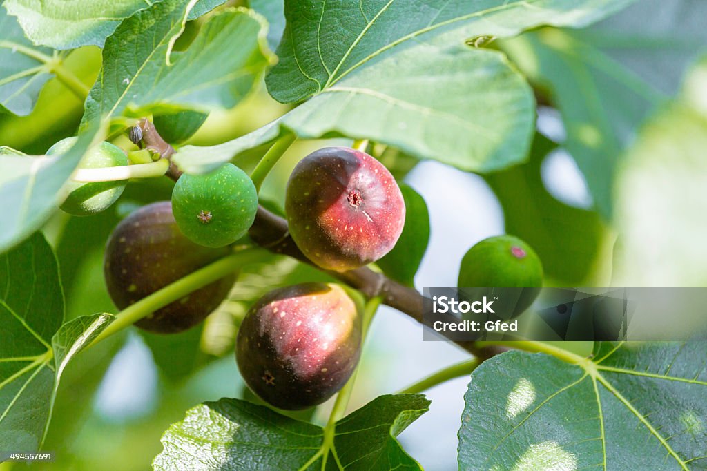 Ripening Fig Tree Fig Trees and Fruits: Fig Tree Stock Photo