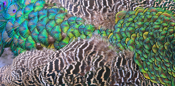 Peacock feathers, exotic texture, background