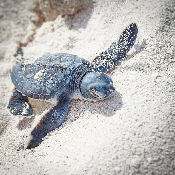 tortue de mer newborn.focus sur shell.square. - sea turtle square shape square endangered species photos et images de collection