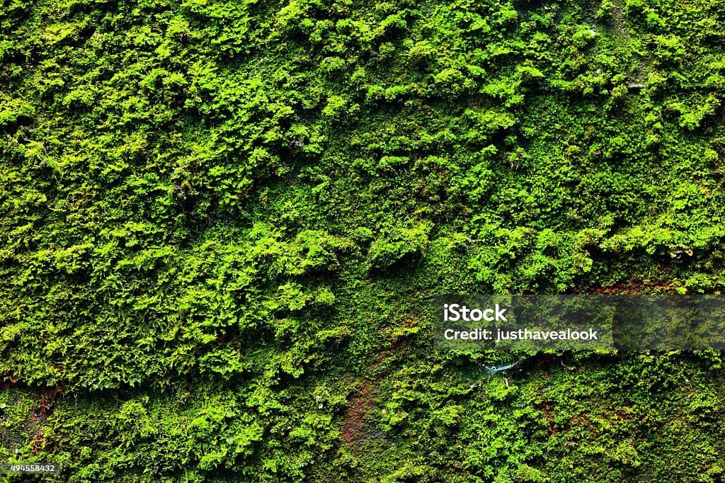 Moss sur mur de bunker - Photo de Mousse végétale libre de droits