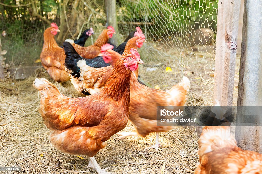 Backyard Chickens Chickens being kept in an environmentally friendly suburban backyard Agriculture Stock Photo