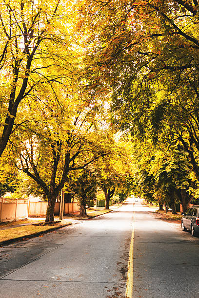 istock autumn road in Vancouver 494558578