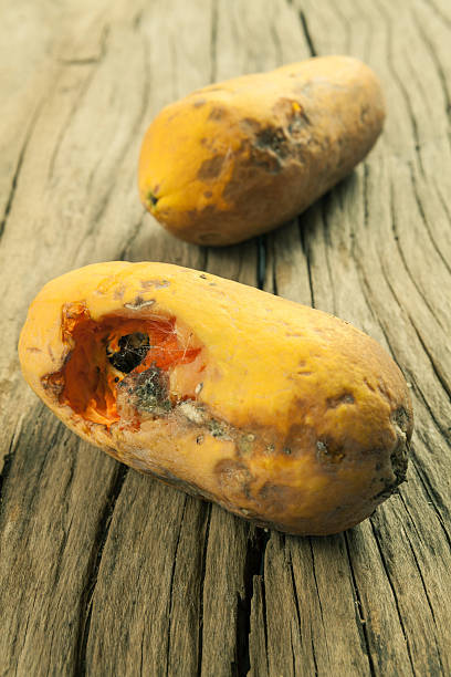 moldy papaye fruits sur fond en bois - rotting food mold fruit photos et images de collection